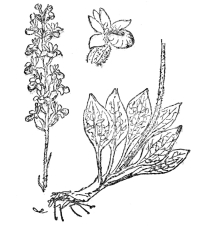 FIG. 75.—RATTLESNAKE PLANTAIN  (Peramium pubescens)  One of the few orchids native in eastern North America, with white variegated leaves. It grows in dense patches and bears free-blooming spikes of whitish flowers.