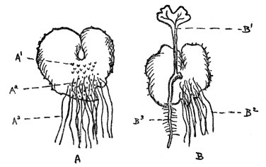 FIG. 76.—PROTHALLUS OF A FERN SEEN FROM THE UNDER SIDE  (A1) archegonia, (A2) antheridia, and (A3) the rhizoids. B: Prothallus, showing the young plant with its first leaf (B1), its own roots (B3) and the rhizoids of the prothallus (B2). Drawing and legend for it slightly altered from Kraemer.