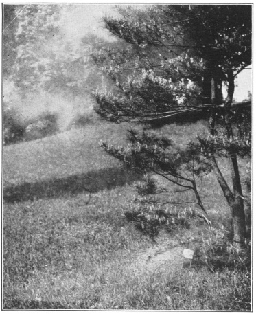 A Small Cloud of Wind-Blown Pollen of the Japanese Red Pine (Pinus densiflora). (Photo by C. Stuart Gager. Courtesy of Brooklyn Botanic Garden.)