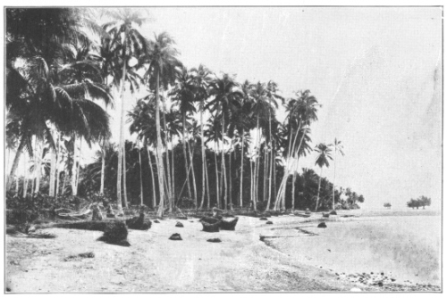 A Coconut Grove in the Philippine Islands. The people of tropical regions have more uses for this plant than there are days of the year. Its fruits will float in the sea for months without injury and it is thought to have been distributed all over the tropical world by ocean currents. Its true wild home is not certainly known, but is probably tropical America. See chapter V for an account of the tree. (Courtesy of Brooklyn Botanic Garden.)