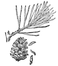 FIG. 77.—THE JERSEY PINE  (Pinus virginiana)  A gymnosperm or naked-seeded plant. Note the seeds dropping from between the scales of the cone.