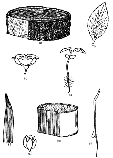 FIG. 78-85.—PLANT FAMILIES  Dicotyledonous and Monocotyledonous growth habits contrasted. Figs. 78-81. The trunk of a dicotyledonous tree showing division of the wood into heartwood, sapwood, and cambium, which the removal of a piece of outer bark exposes. Note the net-veined leaf (79), the seedling with two seed leaves (81), and with the parts of the flower in 5’s (80). Figs. 82-85. Monocotyledonous plant. Note the lack of zones of wood, cambium and corky bark. Such plants have parallel-veined leaves (83), parts of their flowers in 3’s or 6’s (84), and germinate with a single seed leaf (85).