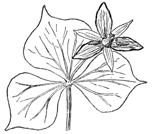 FIG. 88.—SHOWY WAKE-ROBIN  (Trillium grandiflorum)  A plant of the lily family (Liliaceæ). Note the tendency to net-veined leaves in a monocotyledonous plant. Such instances are common in nature and net-veined leaves are found in certain species of smilax and most of the plants of the Arum family, containing the jack-in-the-pulpit, both monocotyledons.