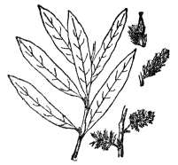 FIG. 93.—PRAIRIE WILLOW  (Salix humilis)  The Salicaceæ, consisting only of willows and poplars, are always woody plants bearing their flowers in catkins.