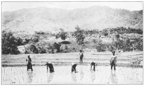 TRANSPLANTING RICE IN JAVA  (Courtesy of Brooklyn Botanic Garden.)