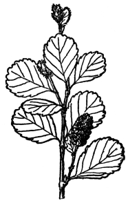 FIG. 95.—LOW BIRCH  (Betula pumila)  A bog shrub of the Betulaceæ or birch family. Most of them are tall trees with both male and female flowers in catkins.