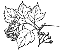 FIG. 96.—WASHINGTON THORN  A prickly shrub related to the apple, which, with the plums, cherries, pears, strawberry, blackberry and hundreds of other plants are all grouped in the Rosaceæ or rose family.