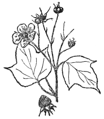 FIG. 97.—THIMBLEBERRY  (Rubus odoratus)  A bristly shrub of the Rose family common in rocky places in eastern North America.