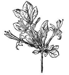 FIG 98.—SWAMP AZALEA  A shrub of the Ericaceæ, with white or pink sticky flowers and dry capsular fruits.