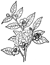 FIG. 99.—TEA  (Camellia Thea)  A shrub or small tree with white fragrant flowers.