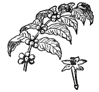 FIG. 100.—COFFEE  (Coffea arabica)  The coffee beans are contained in a red berry.