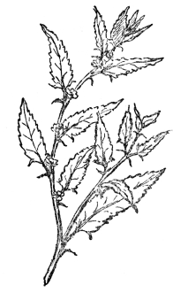 FIG. 101.—THE JUTE PLANT  The fiber is mostly derived from Corchorus capsularis and from Corchorus olitorius.