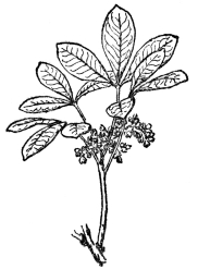 FIG. 102.—BRAZILIAN OR PARA RUBBER (Hevea brasiliensis)  Native in the Amazon region, but now much grown in the East Indies.