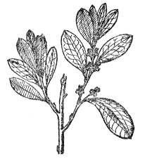 FIG. 103.—COCAINE PLANT  (Erythroxylon Coca)  Native in northern South America. The fresh leaves of this are used as a valuable but harmless stimulant by the natives.