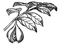 FIG. 104.—NUTMEG (Myristica fragrans)  A native of southeastern tropical Asia. The fruit, somewhat enlarged here, consists of an inner part, the nutmeg. Around this is a “splendid crimson network” which is removed by hand and forms the mace of commerce.