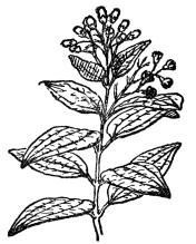 FIG. 106.—CINNAMON  A common tree of Ceylon (Cinnamomum zeylanicum). From the related Cinnamomum Camphora camphor is derived.