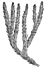 FIG. 107.—CLUB MOSS  (Lycopodium Selago)  A club moss which has come down through the ages almost unchanged from the days when coal was being formed. Grows to-day in the north temperate zone, particularly in mountains.