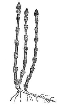 FIG. 108.—HORSETAIL  (Equisetum hyemale)  A modern horsetail or scouring rush, common in the north temperate zone. Ancestors of these formed huge forests at the time that coal was being formed.