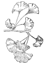 FIG. 109.—GINKGO OR MAIDENHAIR TREE  (Ginkgo biloba)  Found in most fossil strata and in a practically unchanged condition from the upper part of the Carboniferous to the most recent fossil records. Now unknown as a wild tree and preserved for us through its cultivation in ancient temple gardens in eastern Asia.