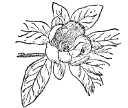 FIG. 110.—COMMON LAUREL MAGNOLIA  (Magnolia virginiana)  The fossil record tells us that probably the first flowering plant was some ancestor of magnolia.