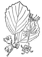 FIG. 111.—THE WITCH-HAZEL  (Hamamelis virginiana)  Is a fall or winter flowering plant which shoots its seed sometimes as much as thirty feet. Native of eastern North America.