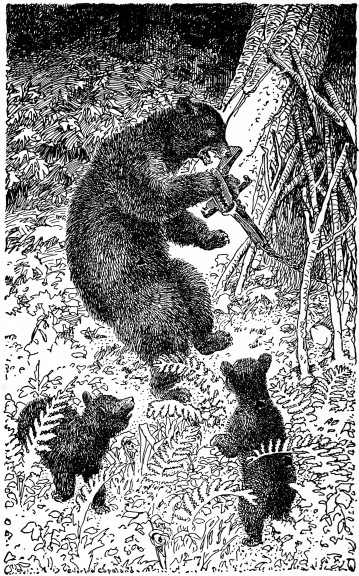 Mrs. Bear Fiercely Tugged at the Cruel Chain