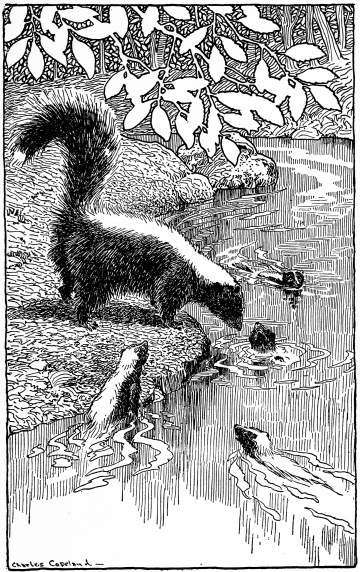 Mrs. White-Spot Teaching the Little Skunks How to Take a Bath