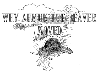 WHY AHMUK THE BEAVER MOVED