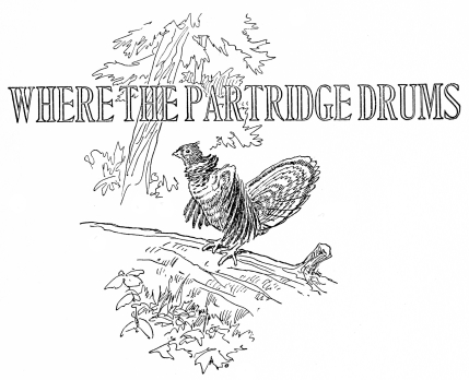 WHERE THE PARTRIDGE DRUMS