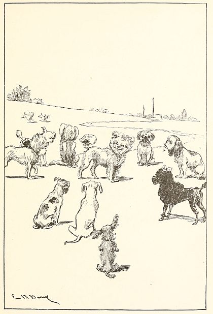 Many dogs looking at one dog