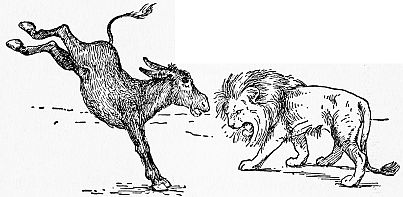 donkey kicking and braying in front of lion