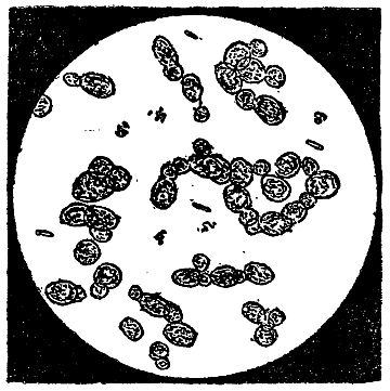 more yeast magnified