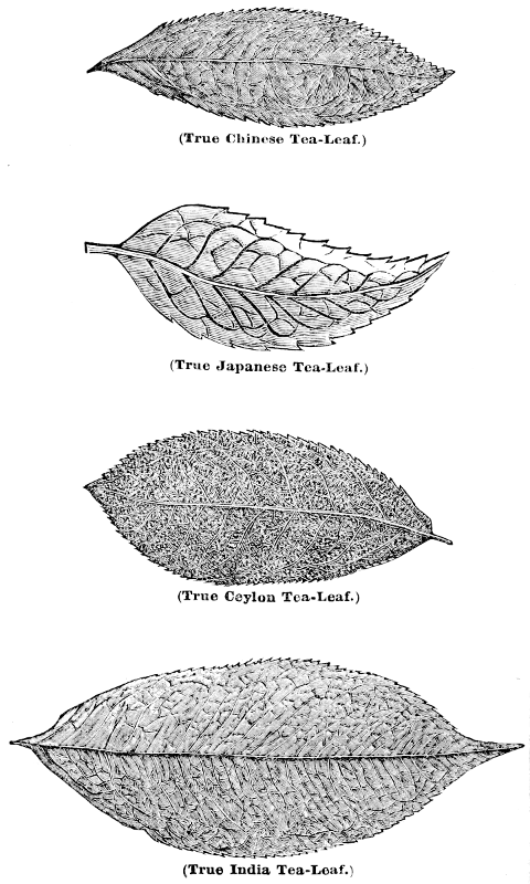 (True Chinese Tea-Leaf.) (True Japanese Tea-Leaf.) (True Ceylon Tea-Leaf.) (True India Tea-Leaf.)