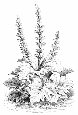 Image not available: ACANTHUS LATIFOLIUS (lusitanicus).  Ornamental foliaged herbaceous Section; retaining its leaves till very late in the year.