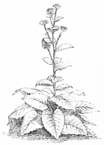 Image not available: Buphthalmum speciosum.
