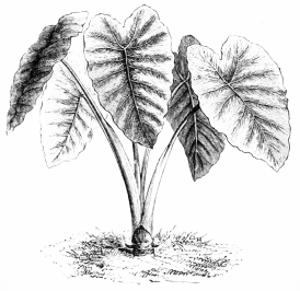 Image not available: CALADIUM ESCULENTUM.  Tender Section; displaying noble leaves during summer in the warmer parts of the southern counties.