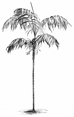 Image not available: CHAMÆDOREA.  Slender Palm Type; for placing amidst groups of dwarfer subjects during the summer months.