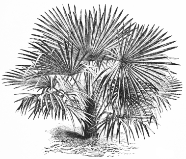 Image not available: CHAMÆROPS EXCELSA.  Hardy Palm: best in sheltered positions.