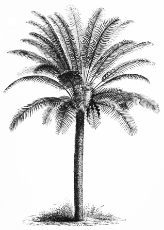 Image not available: CYCAS (very large and old specimen).  Stove Section: suitable for placing in the open air, in warm and sheltered parts of the country, after a strong growth has been made and matured indoors.