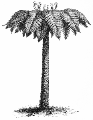 Image not available: TREE FERN.  For half-shady sheltered dells, in warmer and milder districts, during the summer months.