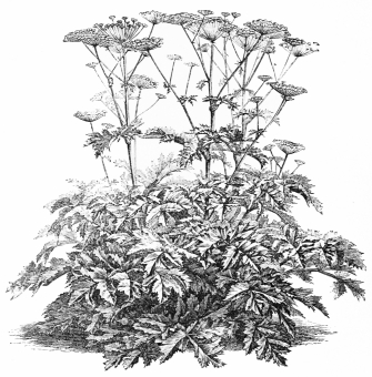 Image not available: HERACLEUM  Coarse herbaceous Type; foliage perishing late in summer.