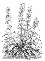 Image not available: Morina longifolia.