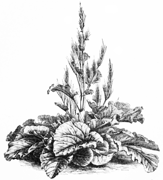 Image not available: RHEUM EMODI.  Hardy herbaceous fine-foliaged Type.