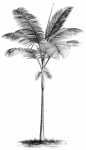 Image not available: SEAFORTHIA ELEGANS.  Conservatory Palm; standing well in the open air in summer.