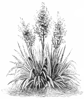 Image not available: Yucca filamentosa.