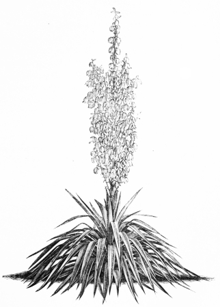 Image not available: YUCCA PENDULA.  Hardy evergreen fine-foliaged Type.