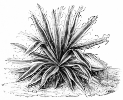 Image not available: Yucca filamentosa variegata.