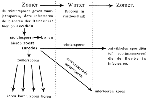 Schema ontwikkelingsgang van Puccinia graminis.