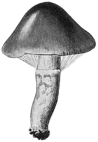 Fig. 14. Jonge gordijnzwam.