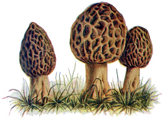 Fig. 20. Morchella Esculenta—Morielje.